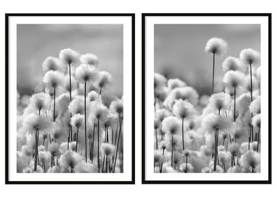 Picture Posters In a Frame 53x73cm Diptych Set of 2 Pictures Dandelions Boho P2074