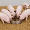 Edelstahl Ferkel Futtertrog Große Kapazität Schweinefuttertrog Geflügel Vieh
