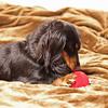 iDog Apple Ball with Bell iDog Dog Toy