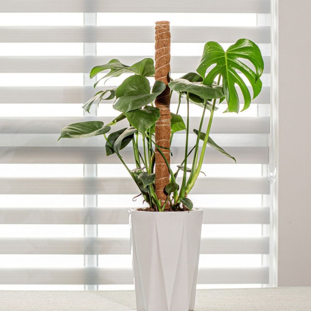 Detachable Moss Pole Plants Climbing Support Extension Palm Vines Stick Plants Creepers to Grow Upwards Gardening Tools