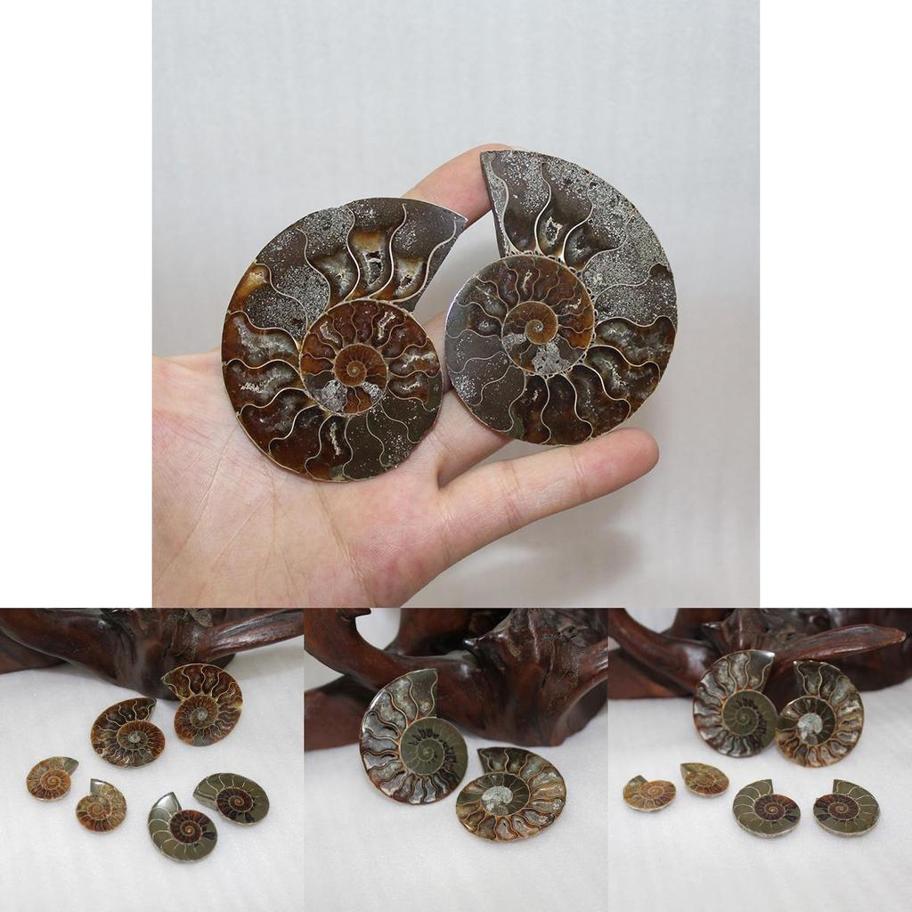 Stunning Natural Ammonite Fossil Conch Pair With Unique Lines For Spiritual Growth