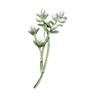 Beautiful Plant Pins Metal Brooches Nature Theme Jewelry Unique Badges Alloy Texture Suitable for Party and Everyday Use