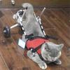 Carrozzina per gatti, deambulatore per disabilità delle zampe posteriori dei gatti, carrozzina per deambulazione assistita per paralisi degli animali domestici, veicolo di supporto per la riabilitazione delle lesioni spinali