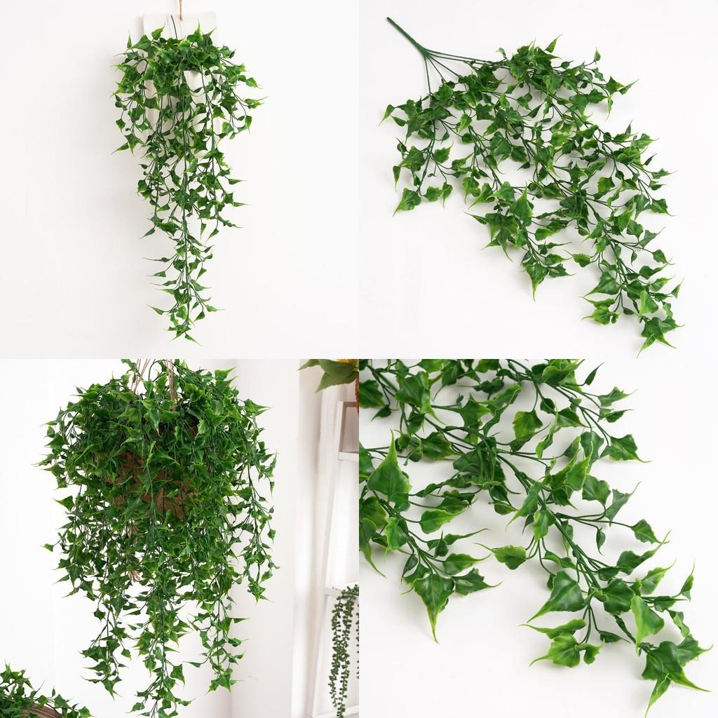 Plant Nepalensis Hedera Hanging Vines For Home Office Decor And Gift Idea
