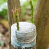 100/500m PE Grafting Tape Film Stretchable Self-adhesive Garden Tree Roll Tape Plants Seedlings Vine Tomato Grafting Accessories