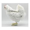 HANSA White Hen No.4172 35cm BH4172