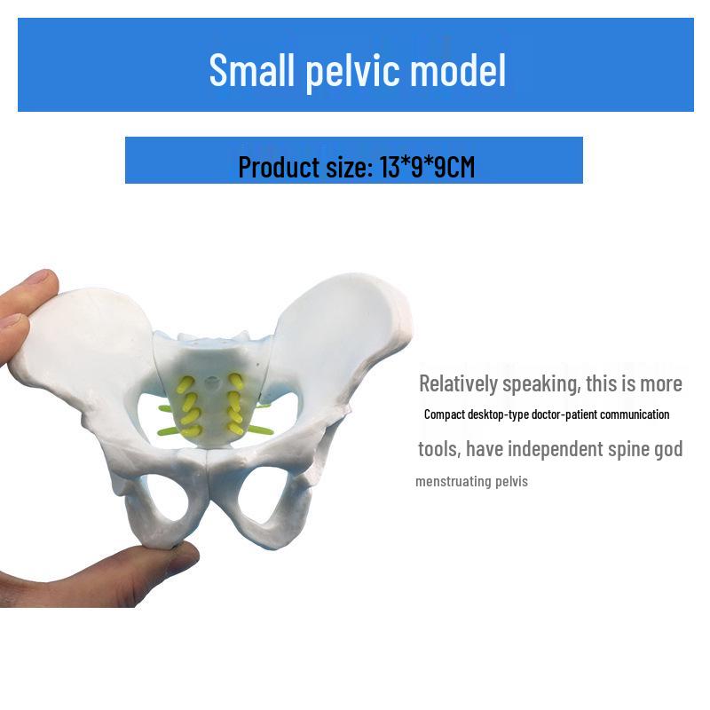 

Compact Female Pelvic Examination Model - Gynecological Anatomy Specimen