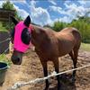 Breathable Horse Mask Insect Fly Protection Equine Gear Equestrian Supplies Durable Comfortable Fit Mosquito Shield For Horses