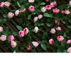 Künstliche Rosenblüten-Ranke für Wand- und Decken Dekoration