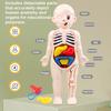 Kid Montessori 3D Puzzle Human Body Anatomy Model Educational Learning Organ Assembled Toy Body Teaching Tool For Children