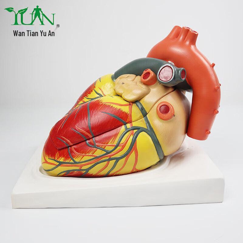 Detachable Anatomical Human Heart Model