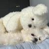 Cute Plush Puppy Sleeping Pillow Doll - Healing Toy for Girls