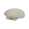 49MD Bulk White Scallops Shells for Painting, Baking, Ocean Themed Party Large Seashells Assortment Beach Decors