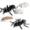 Realistic Ant Growth Cycle Figurine Set Kids Simulated Animal Educational Toys