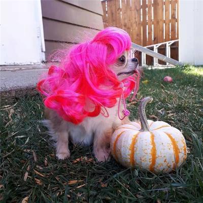 Natural Wig Funny Pet Dog Hair Headwear Curly Hair