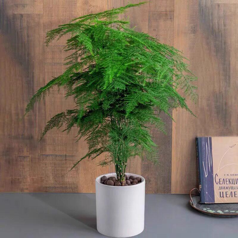 Asparagus Fern Indoor Plant: Air-Purifying, Evergreen, Hydroponic Bonsai for Office or Home