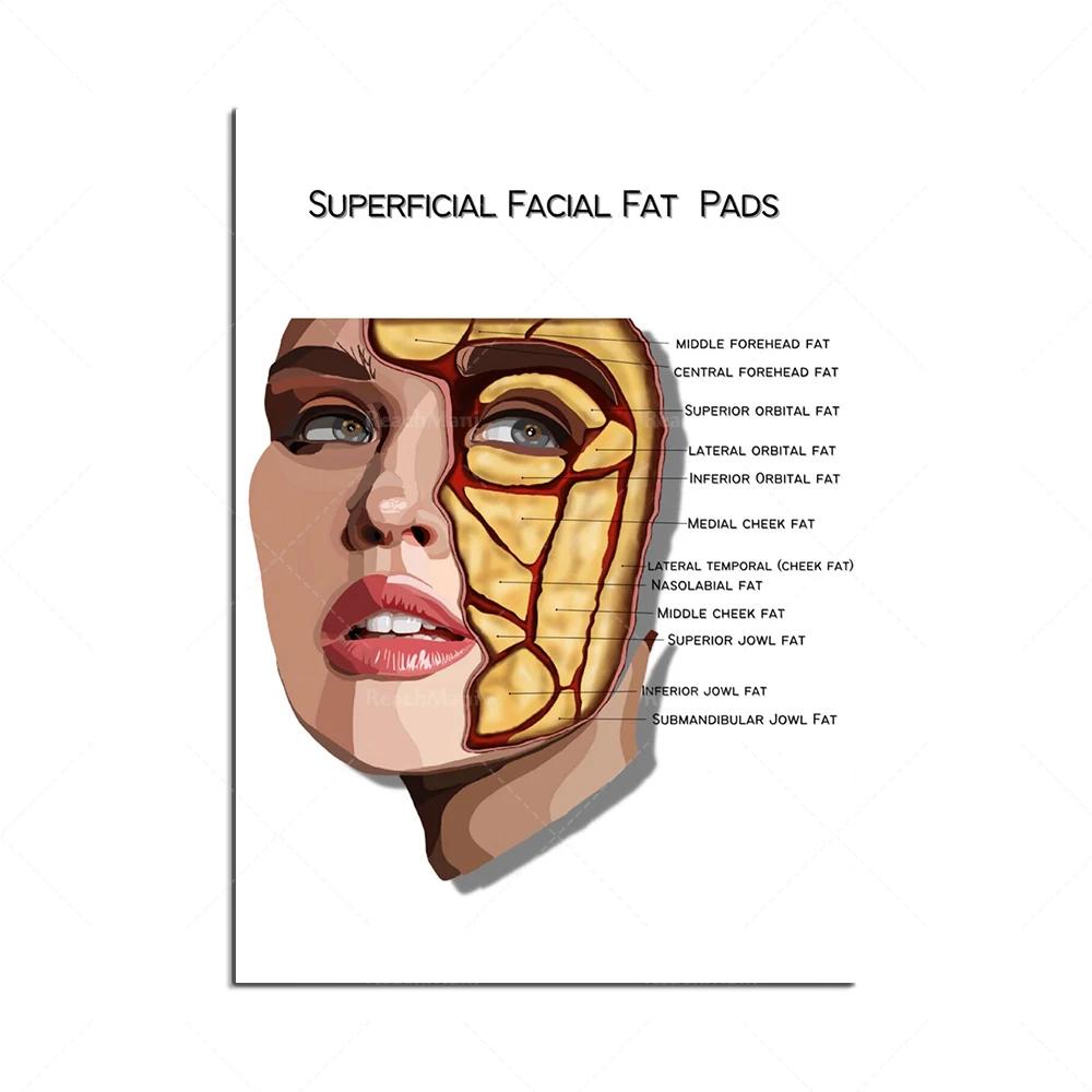 The Body Facial Anatomy Muscle Vessels Detailed Canvas Painting Human Structure Skeleton Education Poster Medical Decoracion