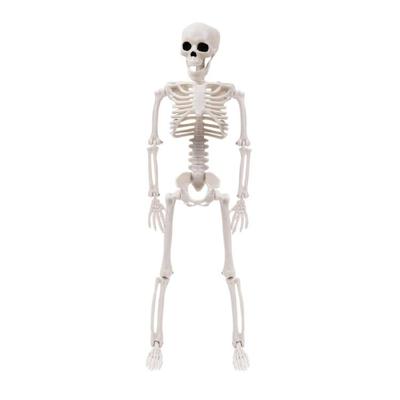 Halloween Skeleton Set Full Body Skeleton for Halloween Party Yard Garden Decor