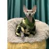 Frühlings Sphinx Katze Kleidung Armeegrün Haustier Hoodies für Sphynx Weiches Shirt Warmer Kätzchen Overall Devon Rex Herbst Kätzchen Outfit