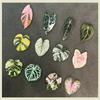6pcs Begonia Monstera Magnetic Refrigerator Magnets, Kawaii Tropical Plants Refrigerator Magnets, Whiteboard Magnets