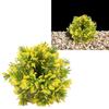 Artificial Aquarium Grass   Colorfast Fish   Plastic Grass   for Aquarium Fish   Landscaping