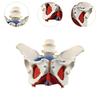 Female Pelvic Model Hip Flexible Medical Skeleton Teaching Aid for Midwife in