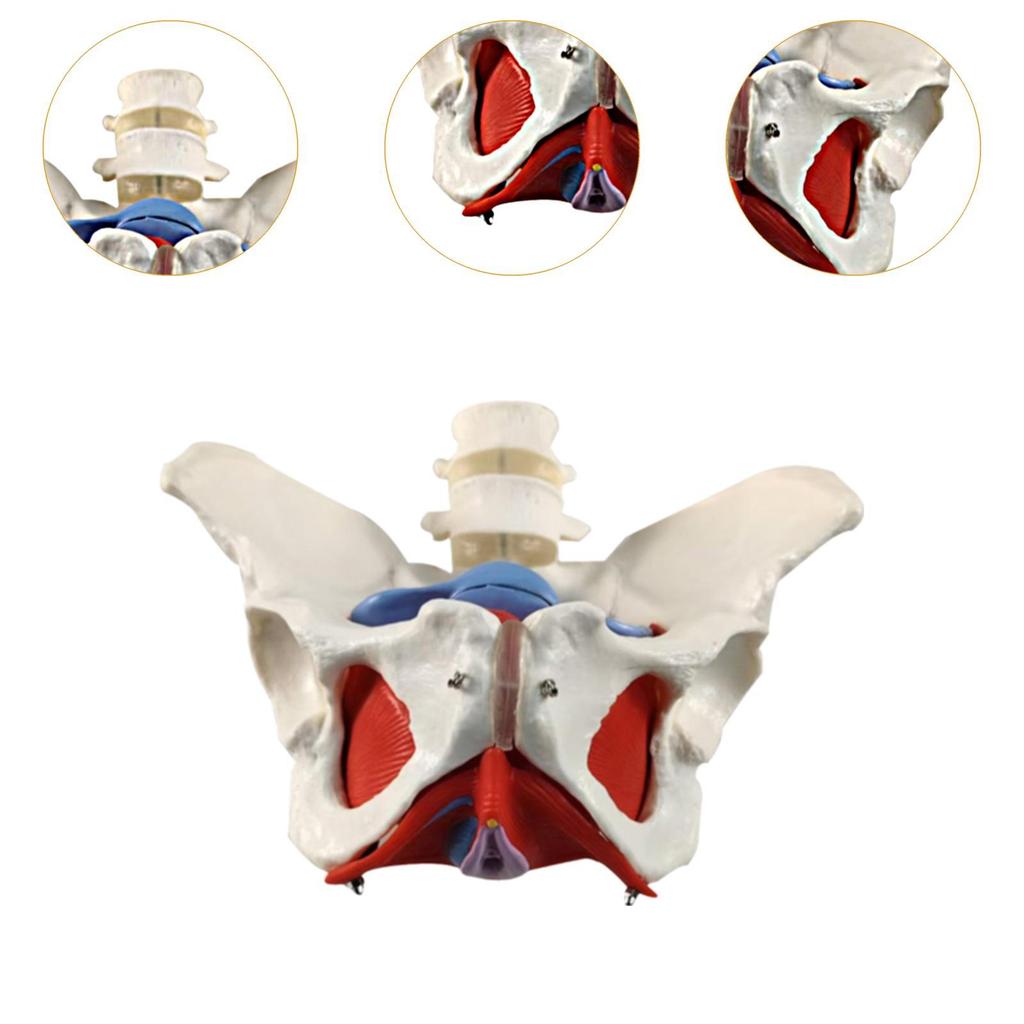 Female Pelvic Model Hip Flexible Medical Skeleton Teaching Aid for Midwife in