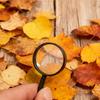 12pcs Mini Magnifying Glass Office Study School Portable Supplies for Newspaper Magazine Reading Outdoor Nature Observation XJM