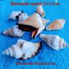Conch Shells & Starfish for Hermit Crabs: Aquarium Decor & Drift Bottle Accessories
