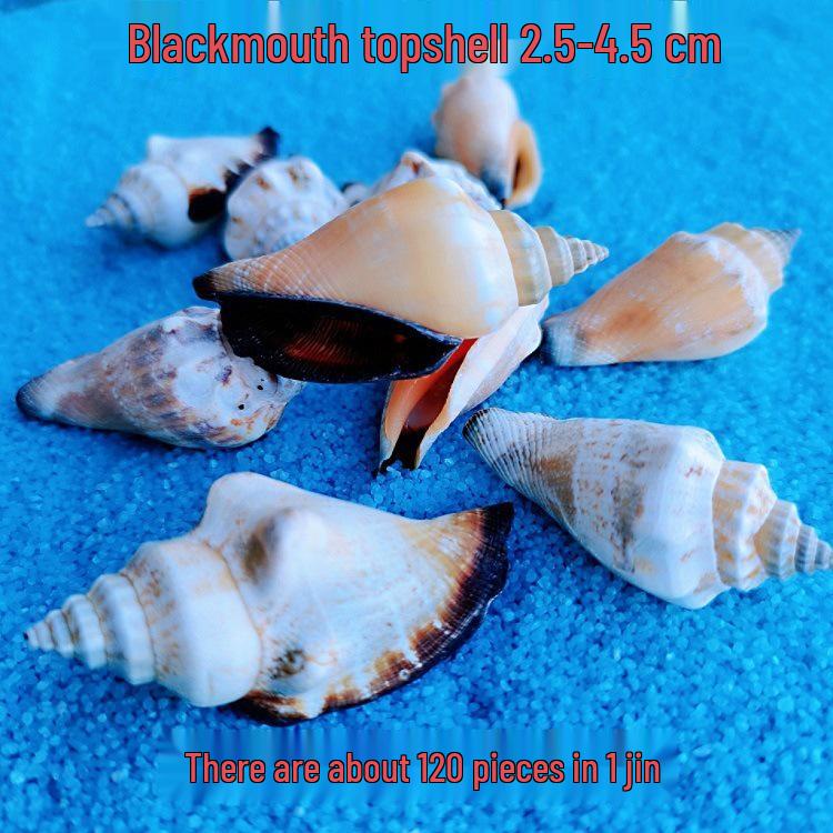 Conch Shells & Starfish for Hermit Crabs: Aquarium Decor & Drift Bottle Accessories