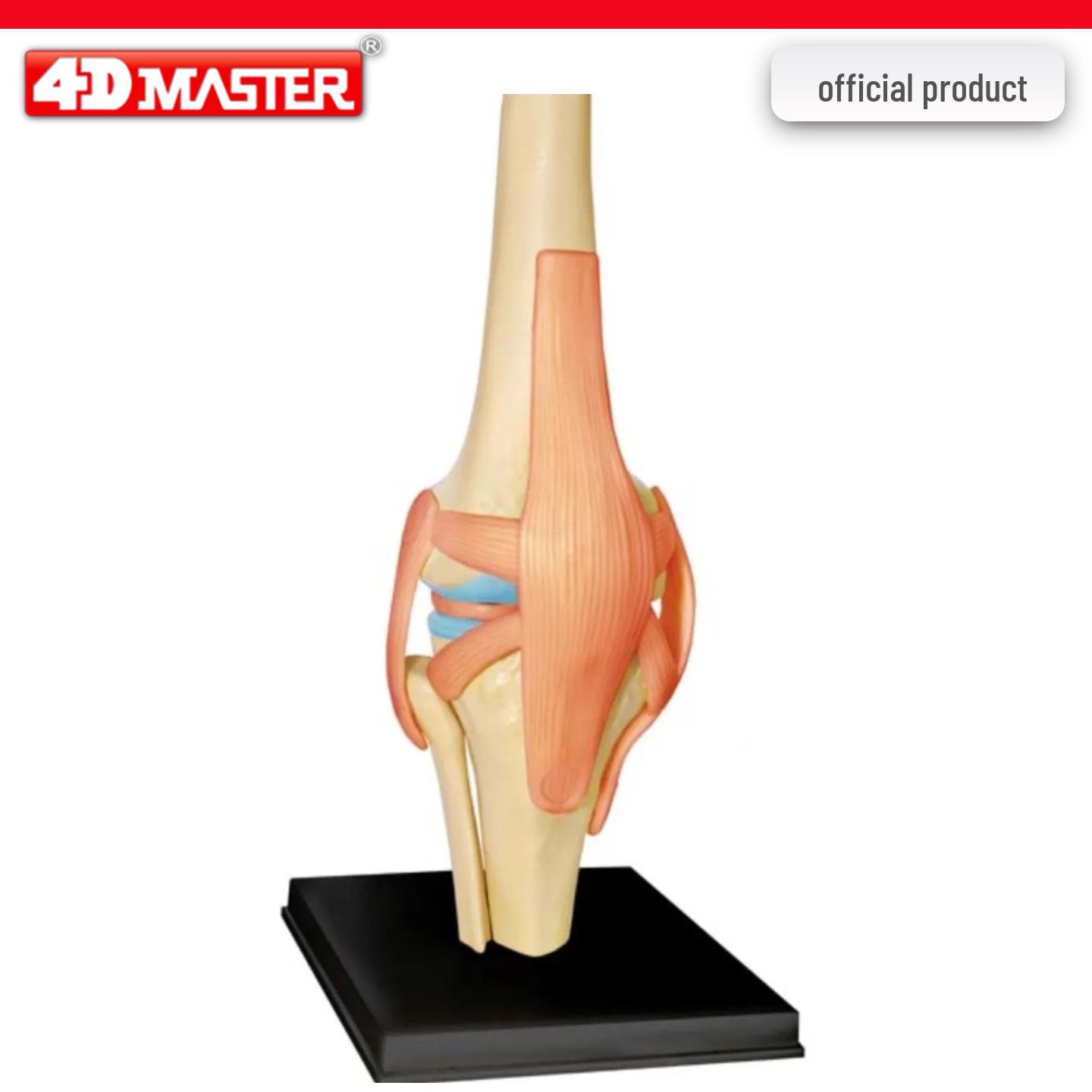 4D Knee Joint Ligament Anatomy Model for Medical Teaching