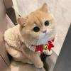 Warme Fleece-Katzenweste Weich Gemütlich Winter Lammfell Welpe Kätzchen Jacke Haustier Sphynx Kostüm Pullover Hohe Qualität Katzenkleidung für Ihr