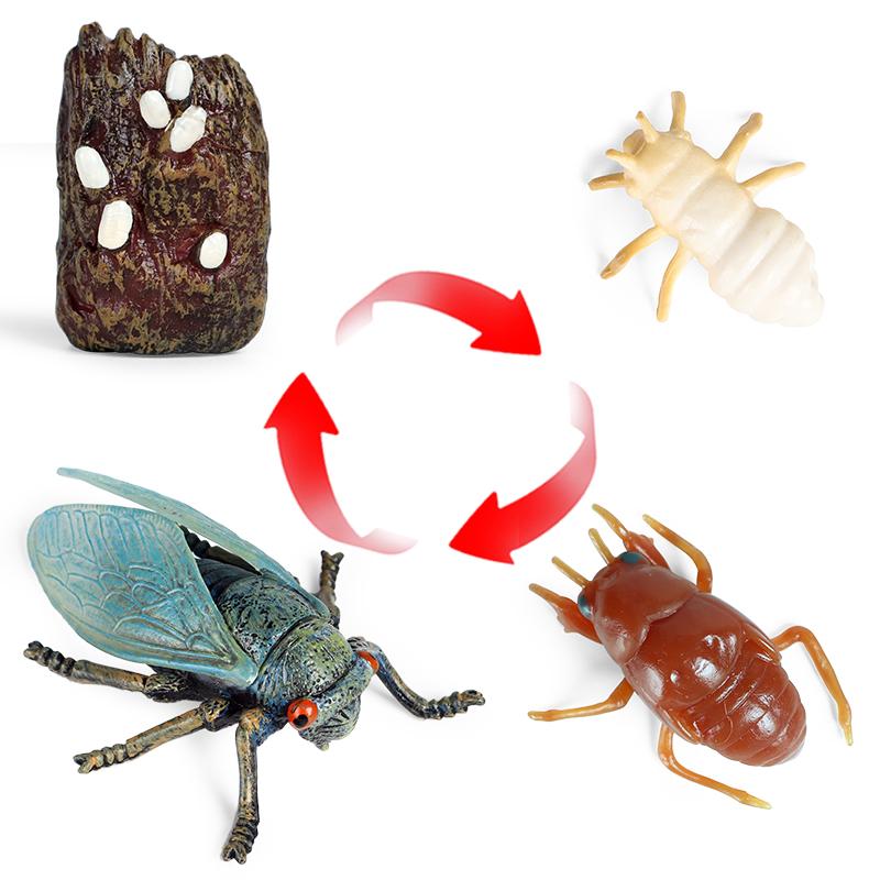 Oenux Simulation Luna Moth Salmon Butterfly Ants Life Growth Cycle Animals Model Action Figures Educational Miniature Kids Toy