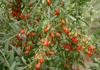 15 GOJI-BEEREN "CA. 300 Samen Wir versenden die getrockneten Beeren - FRISCHE SAMEN