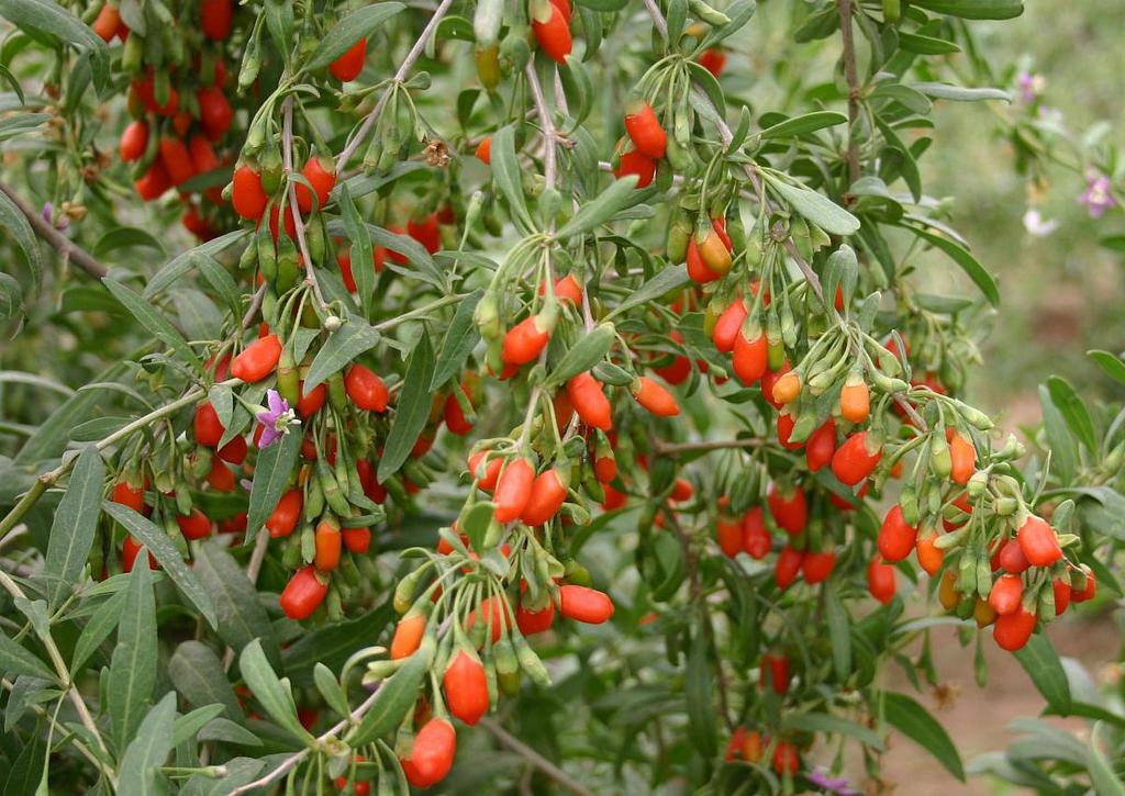 15 GOJI-BEEREN "CA. 300 Samen Wir versenden die getrockneten Beeren - FRISCHE SAMEN