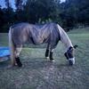 Caparison  Protective Tear-Resistant Mesh Horse Fly Sheet Comfy Equine Summer Sheet Breathable and UV