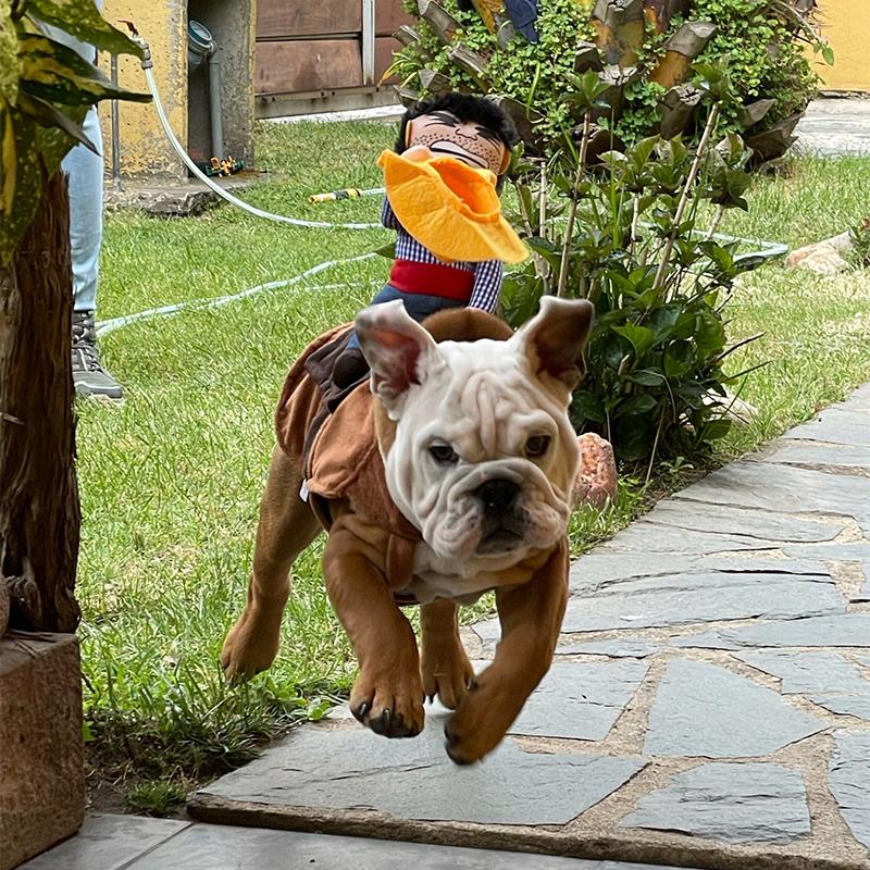 Halloween Dog Clothes Cosplay Set For Small Dogs Fashion Pet Costumes Cowboy Rider Puppy Apparel Chihuahua Yorkshire Dress up Supplies