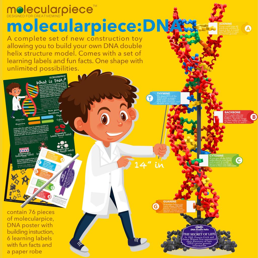 Molekularer Frieden (DNA)