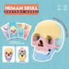Giocattoli Educativi Anatomia del Cranio per Bambini Modello Anatomico degli Organi del Corpo Umano Specimen Cavità Orale Ausili Didattici Montessori
