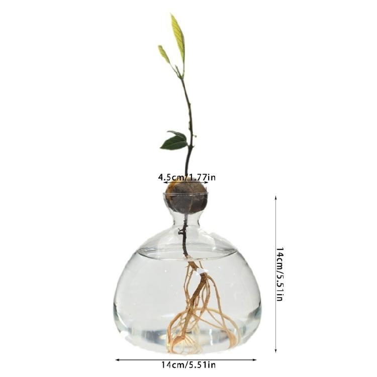 Klare Hochborosilikatglas Avocado Anzuchtvase Hydroponische Blumenvase Pflanzenbehälter Wachstumsvase Geschenk