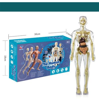 צעצועים לגיל הרך חקור את גוף האדם במעבדה למדעי החיים