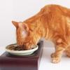 Healthwater Food Bowl L Green