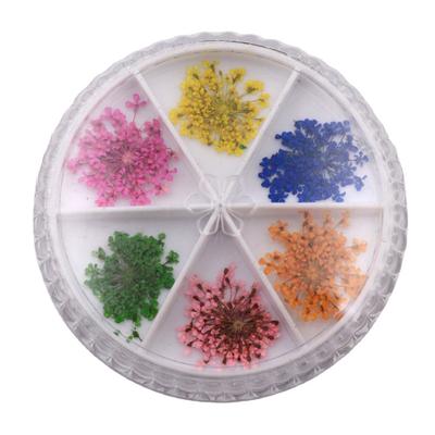 12 pezzi/set fiori secchi per unghie naturali di lunga durata vari colori elegante decorazione per unghie fiori secchi adesivo floreale naturale per signora