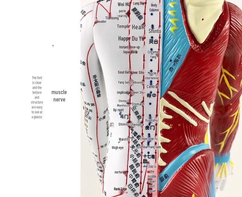 60cm TCM Acupuncture Teaching Model: Human Meridian Acupoint, Half-Skin/Half-Muscle Anatomical Model.