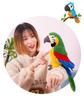 Creative Cute Macaw Parrot Plush Toy - Funny Bird Doll & Children's Birthday Gift