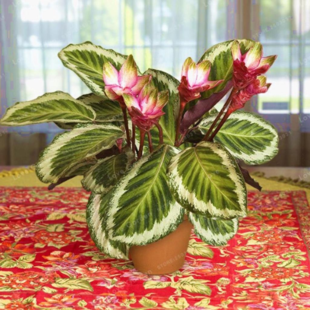 Jeby 50 Stck Garten Balkon schne Bonsai Pflanzen Calathea Samen gnstig  kaufen  Preis, kostenloser Versand, echte Bewertungen mit Fotos  Joom