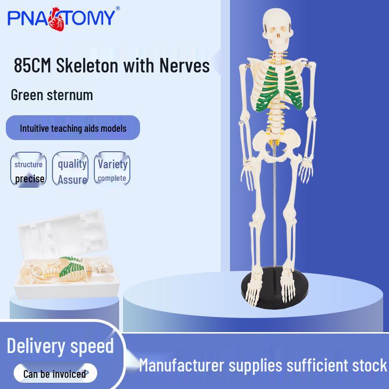 85cm Human Skeleton Model with Nerves & Green Sternum - Medical Specimen 50x24x16.5 cm