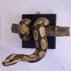Gothic Accent 3D Metallic Snake Sculpture Realistic Python Hanging Decor  Christmas Gift