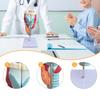 Human Larynx Model Teaching Tool 2x Enlarged Intuitive Educational Display for Research School