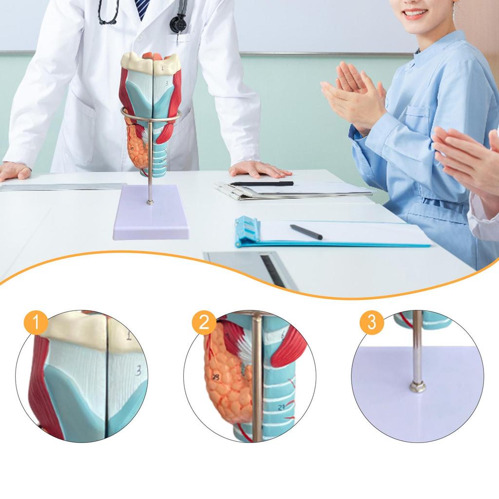 Human Larynx Model Teaching Tool 2x Enlarged Intuitive Educational Display for Research School